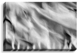 Flamboyant Sway (bw)