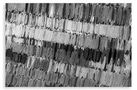 Pragmatic Nature (bw)