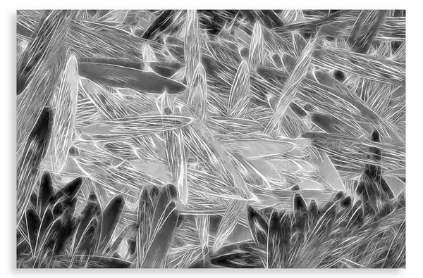 Feisty Fowl Dan (bw)